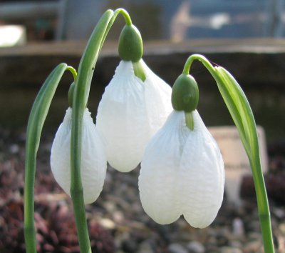 Galanthus 'Augustus'